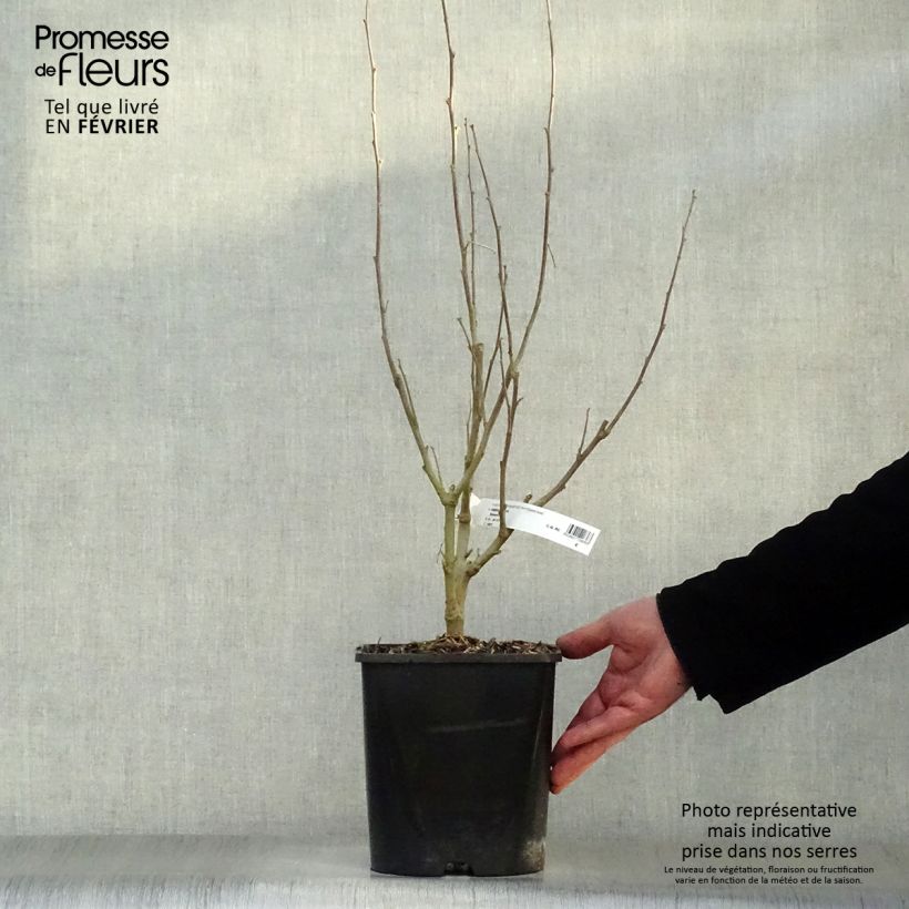 Hibiscus syriacus Eléonore - Ibisco Vaso da 2L/3L esemplare consegnato in inverno