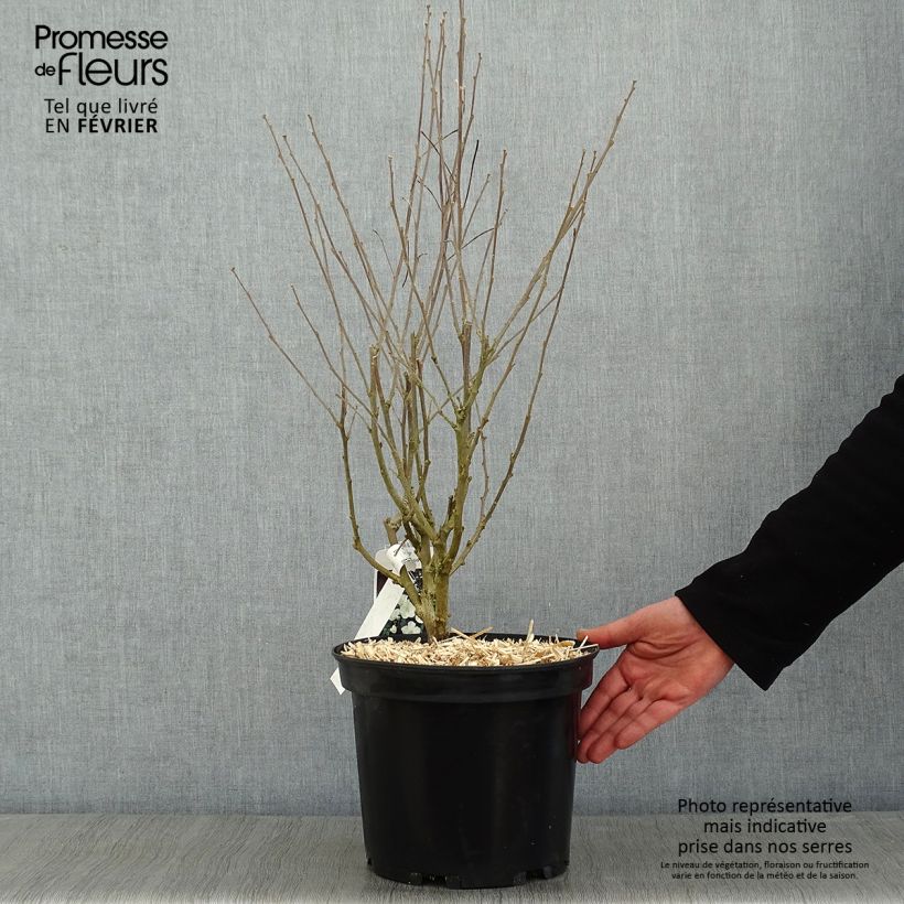 Hibiscus syriacus Eléonore - Ibisco Vaso da 7,5L/10L esemplare consegnato in inverno