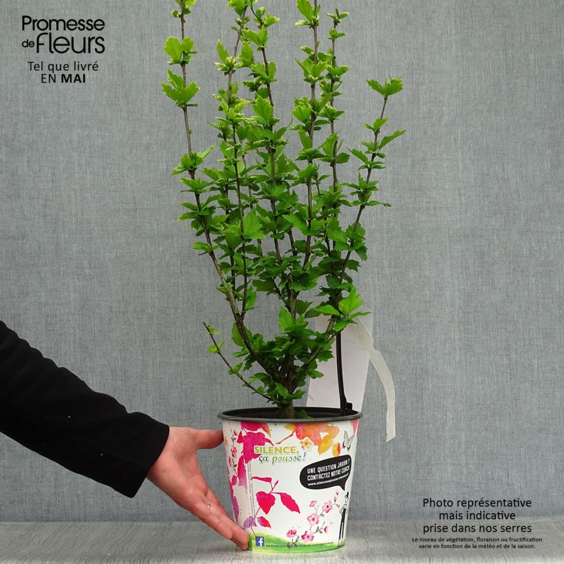 Hibiscus syriacus Eruption - Ibisco Vaso da 4L/5L esemplare consegnato in primavera