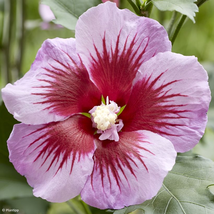Hibiscus syriacus Flower Tower Purple - Ibisco (Fioritura)