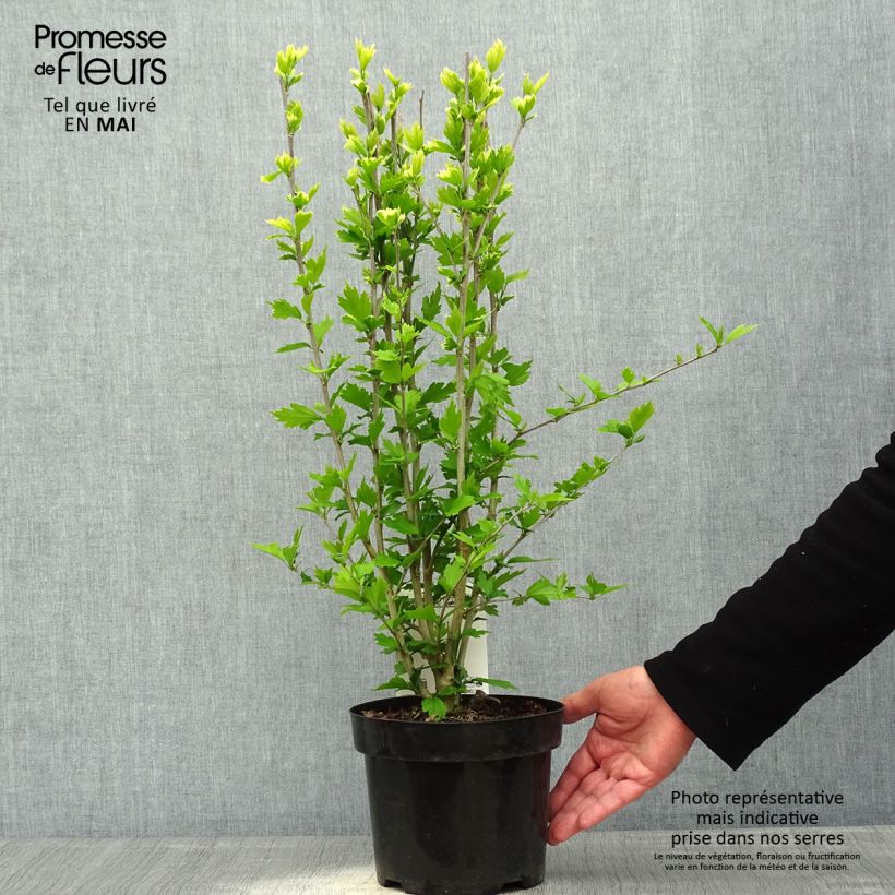 Hibiscus syriacus Flower Tower Ruby - Ibisco Vaso da 2L/3L esemplare consegnato in primavera