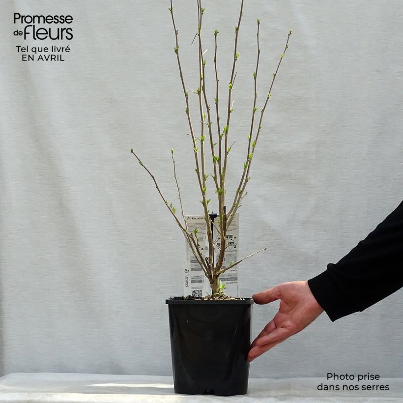 Hibiscus syriacus French Cabaret Pastel - Ibisco Vaso da 3L/4L esemplare consegnato in primavera