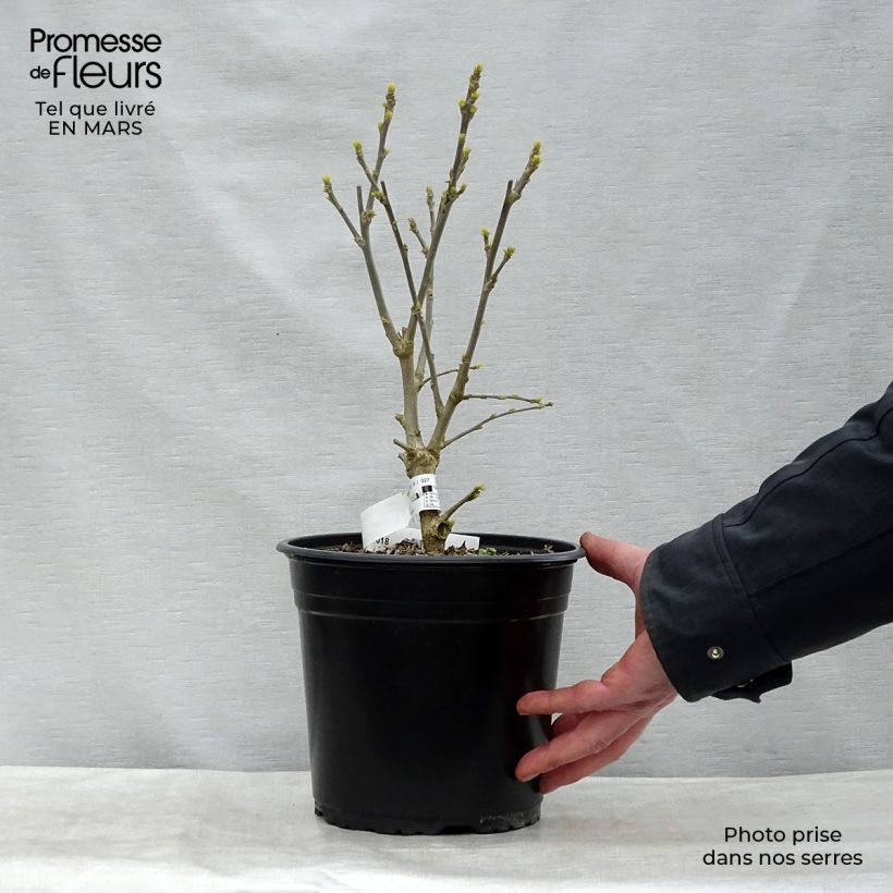 Hibiscus syriacus French point - Ibisco Vaso da 4L/5L esemplare consegnato in inverno