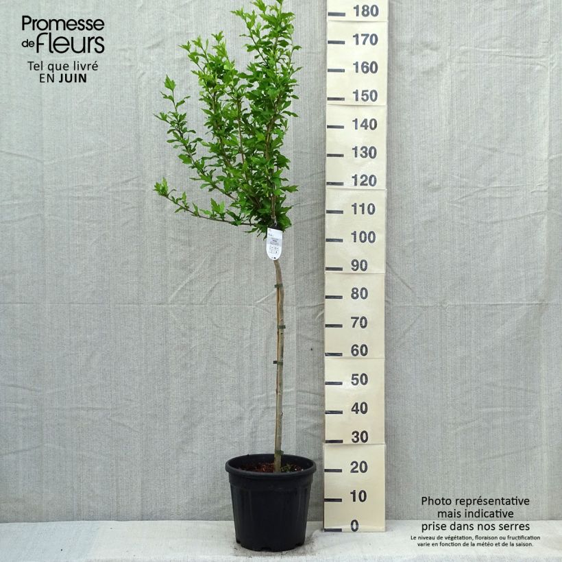 Hibiscus syriacus Hamabo - Ibisco Vaso da 7,5L/10L, Vaso impalcato medio esemplare consegnato in primavera