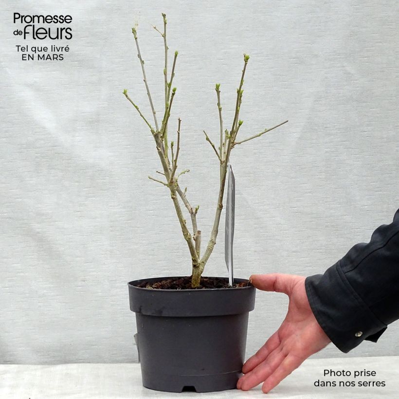 Hibiscus syriacus Hamabo - Ibisco Vaso da 3L/4L esemplare consegnato in primavera