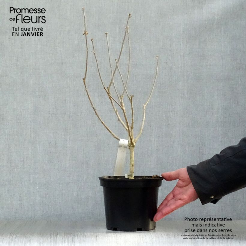 Hibiscus syriacus Hamabo - Ibisco Vaso da 3L/4L esemplare consegnato in inverno