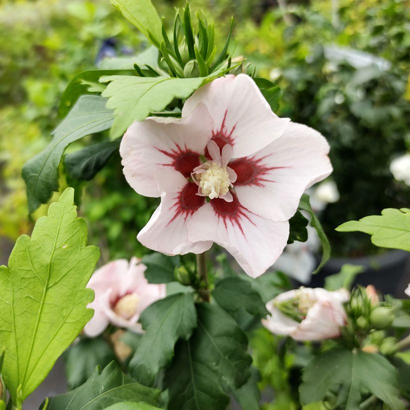 Hibiscus syriacus Hamabo - Ibisco (Fioritura)