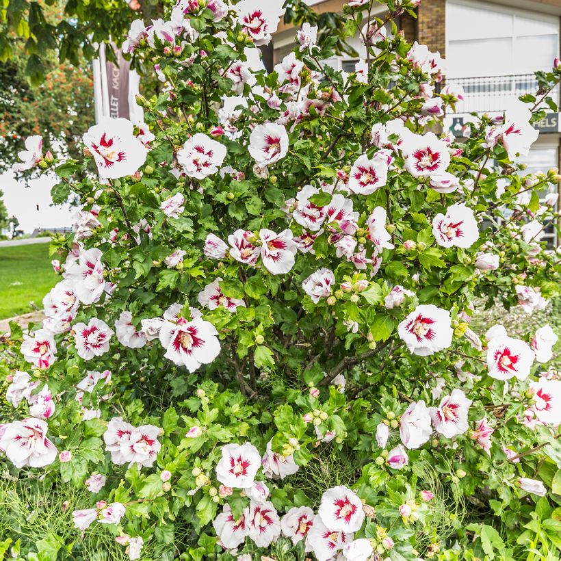 Hibiscus syriacus Hamabo - Ibisco (Porto)