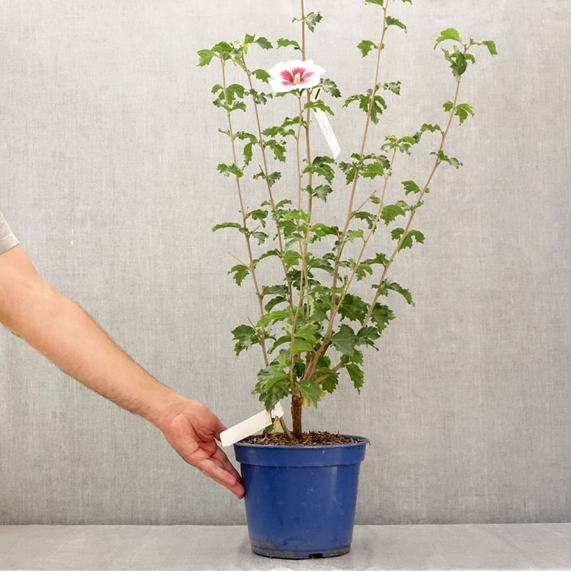Esemplare di Hibiscus syriacus Hibisa Blanco - Ibisco Vaso da 3L/4L consegnato in estate