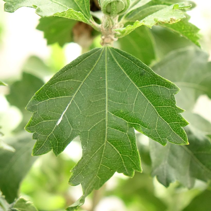 Hibiscus syriacus Hibisa Blanco - Ibisco (Fogliame)
