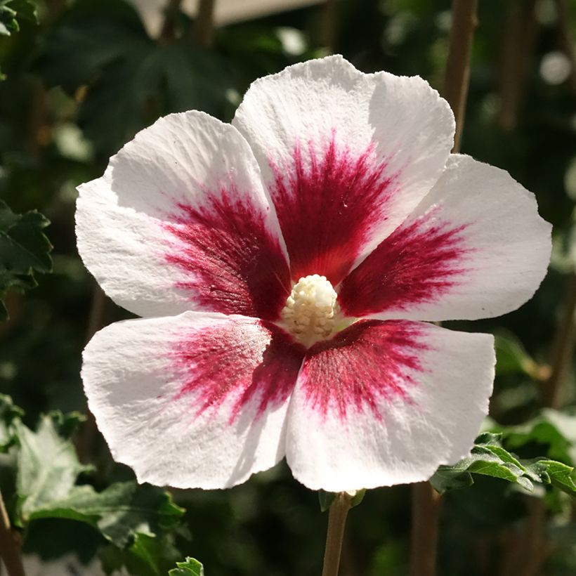 Hibiscus syriacus Hibisa Blanco - Ibisco (Fioritura)
