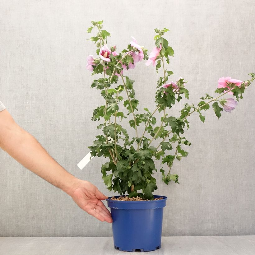 Esemplare di Hibiscus syriacus Hibisa Cocktail - Ibisco Vaso da 3L/4L consegnato in estate