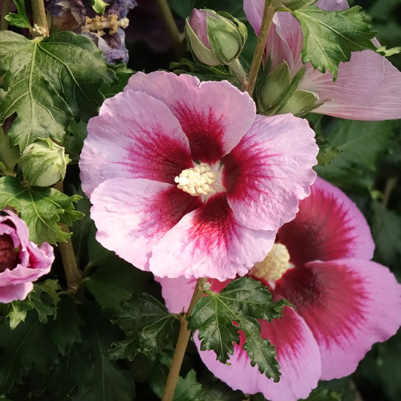 Hibiscus syriacus Hibisa Cocktail - Ibisco (Fioritura)