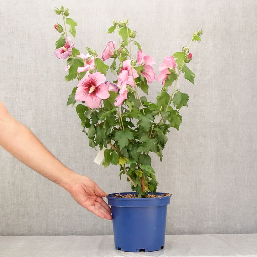 Esemplare di Hibiscus syriacus Hibisa Rosada - Ibisco Vaso da 3L/4L consegnato in estate