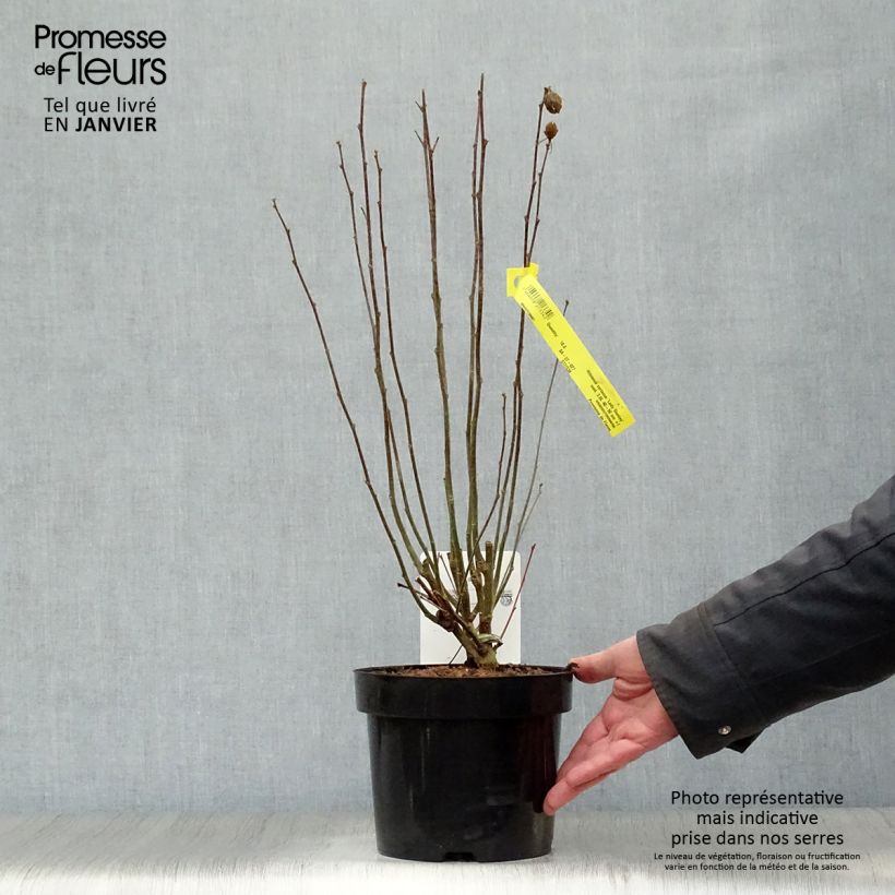 Hibiscus syriacus Lady Stanley - Ibisco Vaso da 3L/4L esemplare consegnato in inverno