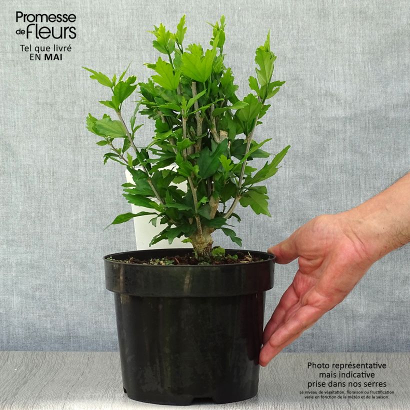 Hibiscus syriacus Lady Stanley - Ibisco Vaso da 3L/4L esemplare consegnato in primavera