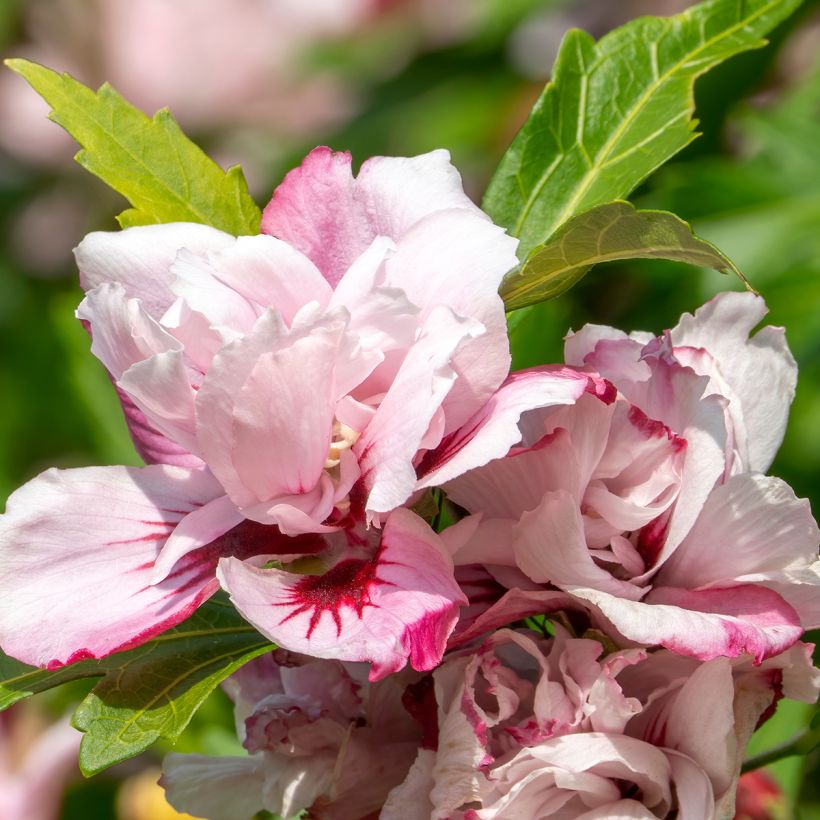 Hibiscus syriacus Lady Stanley - Ibisco (Fioritura)
