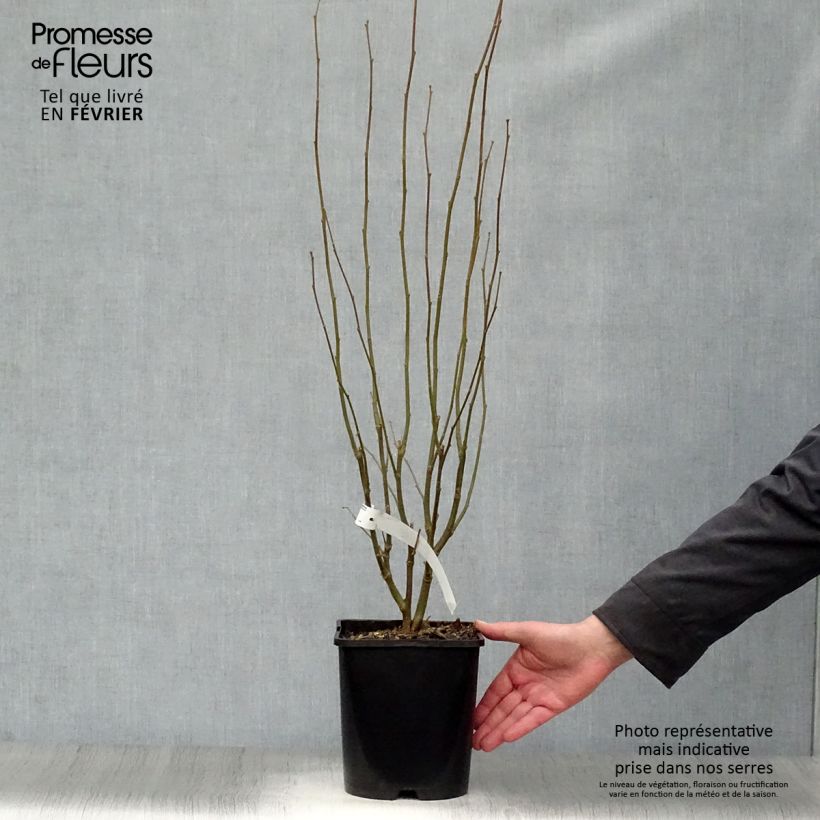 Hibiscus syriacus Lavender Chiffon - Ibisco Vaso da 3L/4L esemplare consegnato in inverno