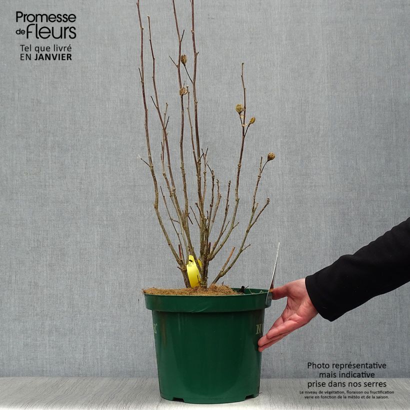 Hibiscus syriacus Lavender Chiffon - Ibisco Vaso da 6L/7L esemplare consegnato in inverno