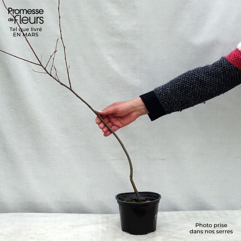 Hibiscus syriacus Leopoldii - Ibisco Vaso da 2L/3L esemplare consegnato in primavera