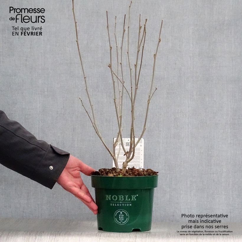 Hibiscus syriacus Magenta Chiffon - Ibisco Vaso da 3L/4L esemplare consegnato in inverno