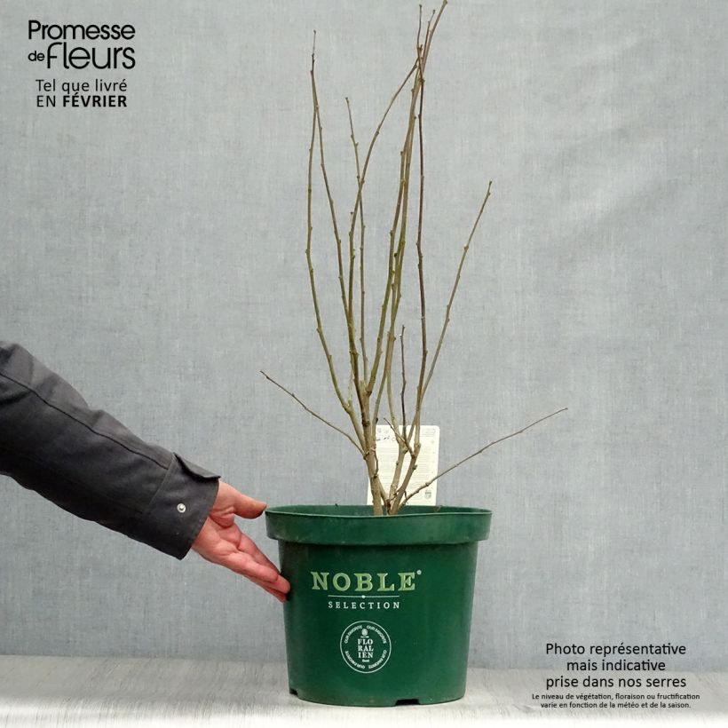 Hibiscus syriacus Magenta Chiffon - Ibisco Vaso da 6L/7L esemplare consegnato in inverno