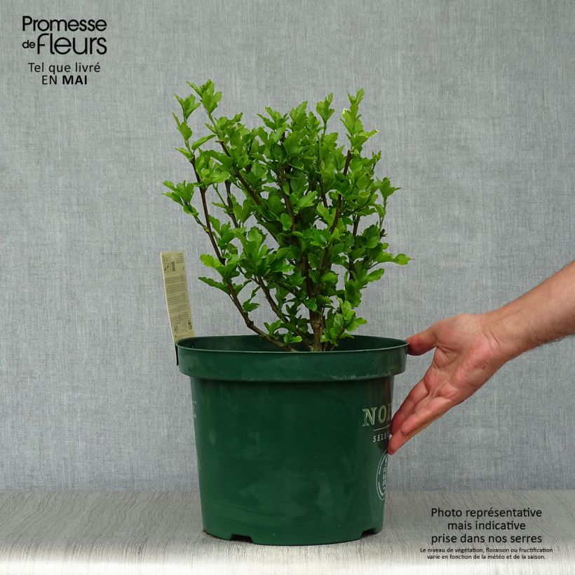 Hibiscus syriacus Magenta Chiffon - Ibisco Vaso da 6L/7L esemplare consegnato in primavera