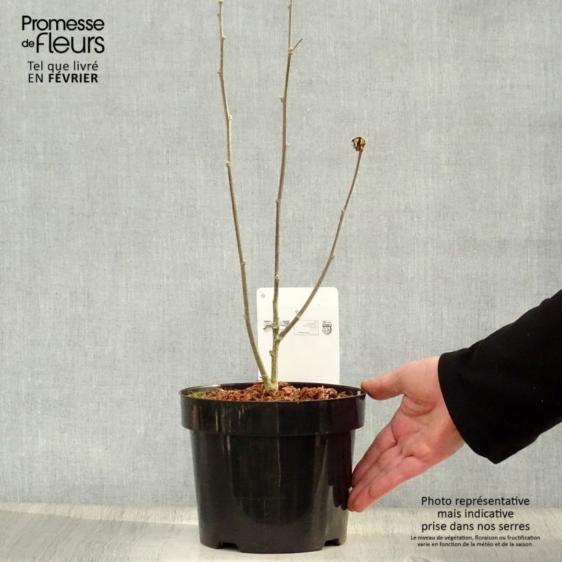 Hibiscus syriacus Marina - Ibisco Vaso da 2L/3L esemplare consegnato in inverno