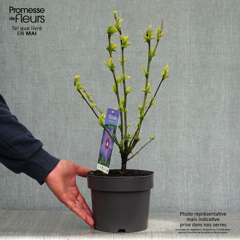 Hibiscus syriacus Marina - Ibisco Vaso da 2L/3L esemplare consegnato in primavera