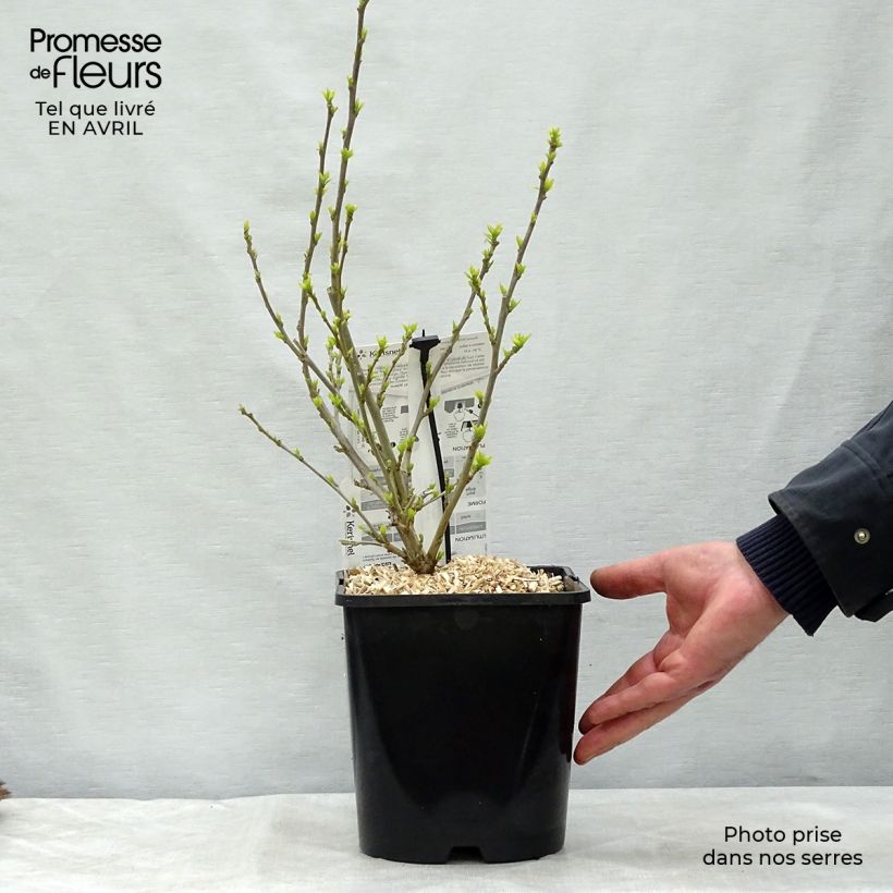 Hibiscus syriacus Pink Chiffon - Ibisco Vaso da 3L/4L esemplare consegnato in primavera