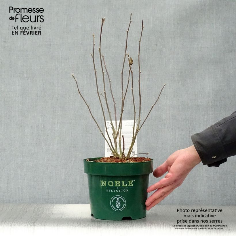 Hibiscus syriacus Pink Chiffon - Ibisco Vaso da 3L/4L esemplare consegnato in inverno