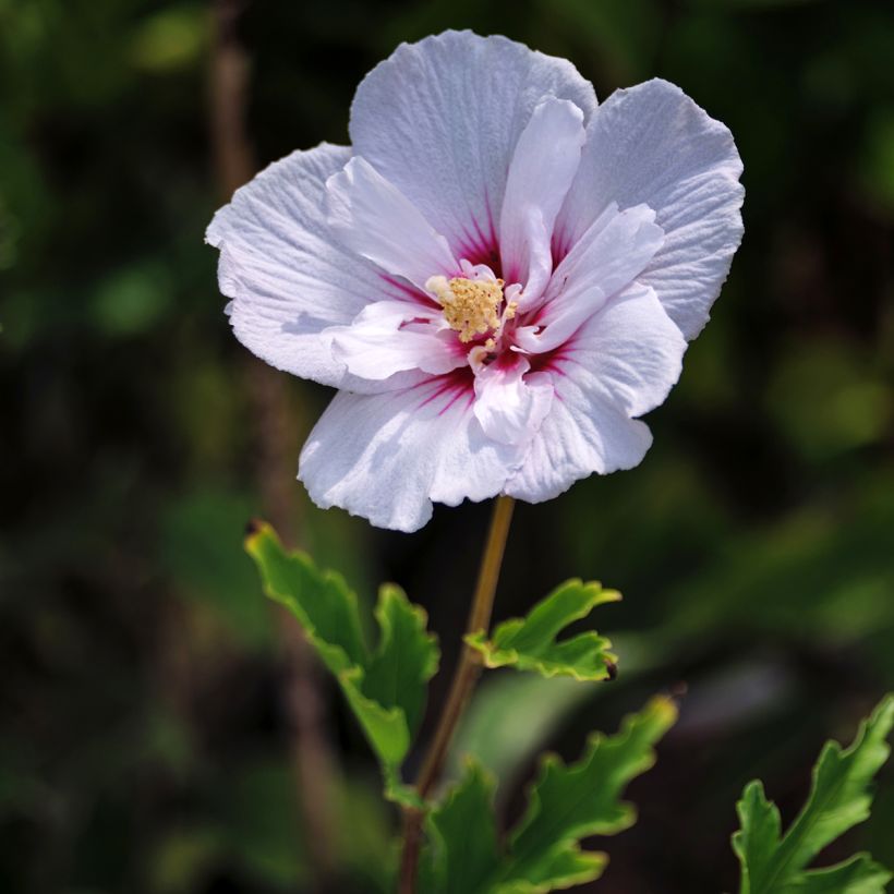Hibiscus syriacus Pink Chiffon - Ibisco (Fioritura)
