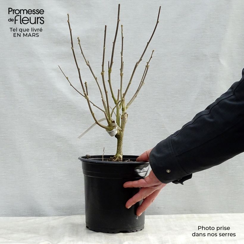 Hibiscus syriacus Pinky Spot - Ibisco Vaso da 4L/5L esemplare consegnato in primavera