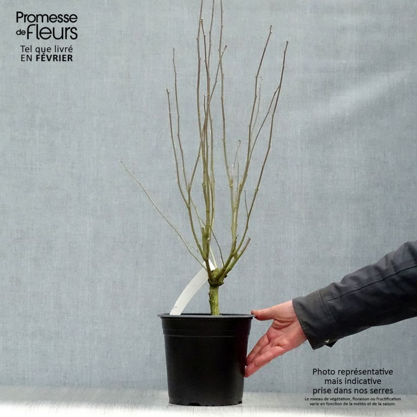 Hibiscus&#x20;syriacus&#x20;Pinky&#x20;Spot&#x20;-&#x20;Ibisco&#x20;Vaso&#x20;da&#x20;4L&#x2F;5L&#x20;esemplare&#x20;consegnato&#x20;in&#x20;inverno