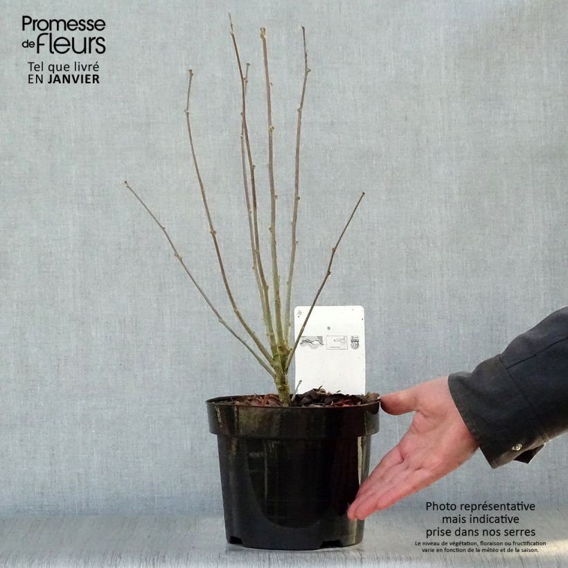 Hibiscus syriacus Purple Ruffles - Ibisco Vaso da 3L/4L esemplare consegnato in inverno