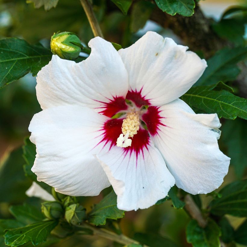 Hibiscus syriacus Red Heart - Ibisco (Fioritura)