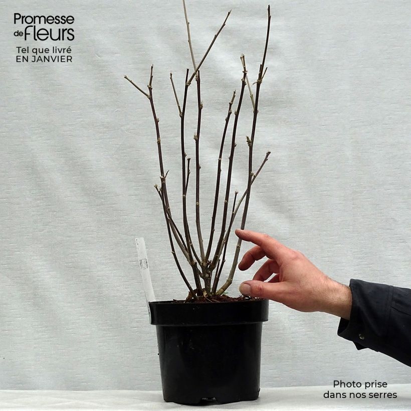 Hibiscus syriacus Shintaeyang - Ibisco Vaso da 3L/4L esemplare consegnato in inverno