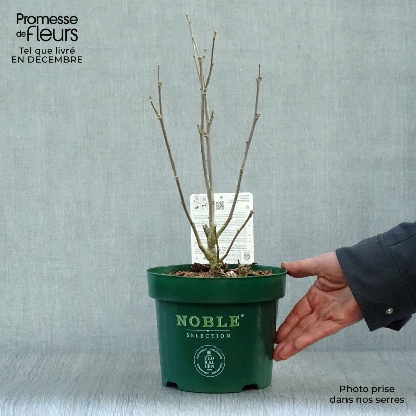 Hibiscus syriacus Starburst Chiffon - Ibisco Vaso da 3L/4L esemplare consegnato in inverno