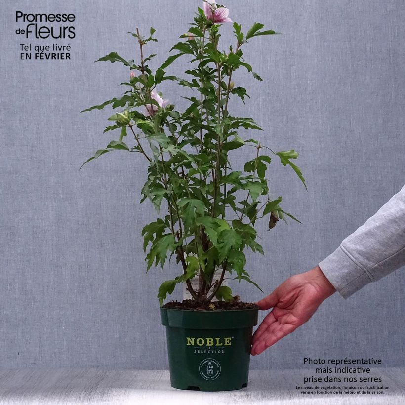 Esemplare di Hibiscus syriacus Starburst Chiffon - Ibisco Vaso da 3L/4L come consegnato in autunno