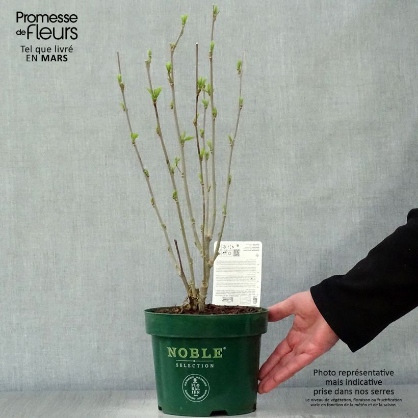 Hibiscus syriacus Starburst Chiffon - Ibisco Vaso da 3L/4L esemplare consegnato in primavera