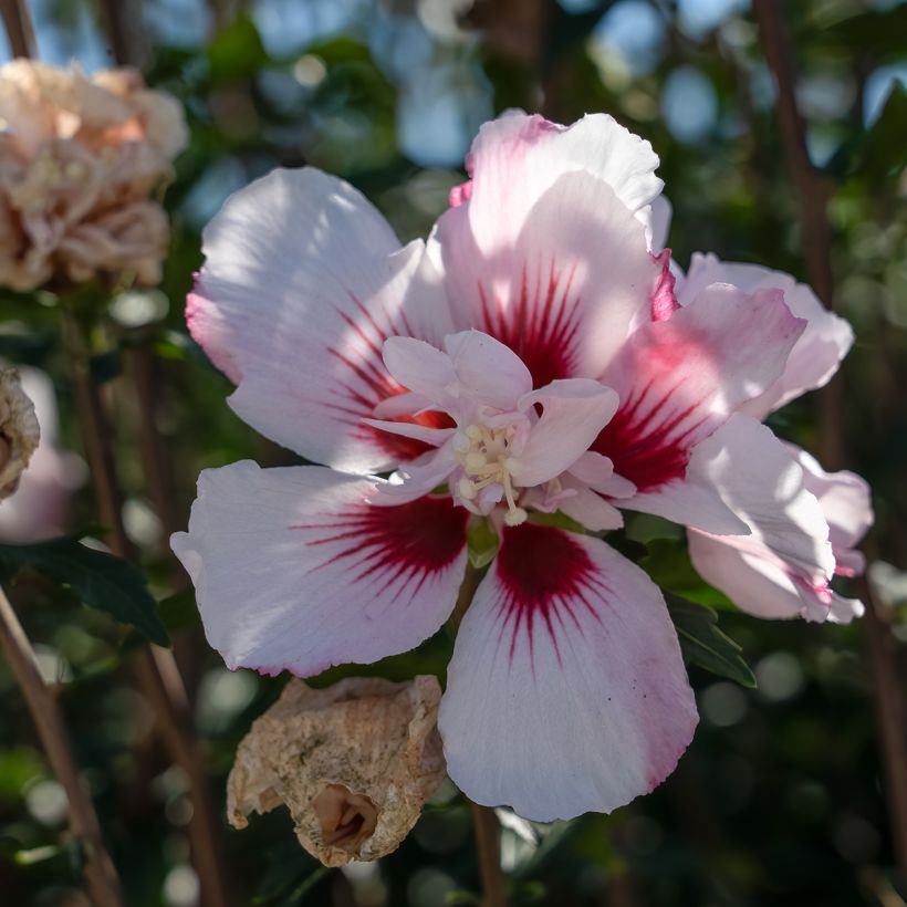 Hibiscus syriacus Starburst Chiffon - Ibisco (Fioritura)