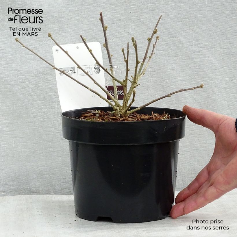 Hibiscus syriacus Summer Ruffle - Ibisco Vaso da 3L/4L esemplare consegnato in inverno