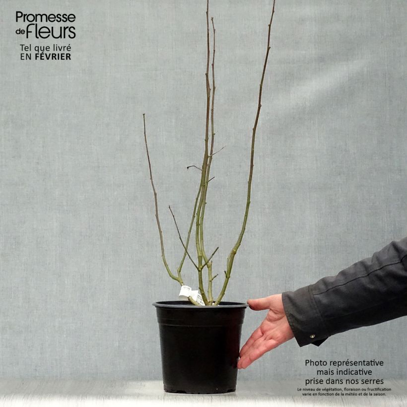 Hibiscus syriacus Sup'Heart - Ibisco Vaso da 3L/4L esemplare consegnato in inverno