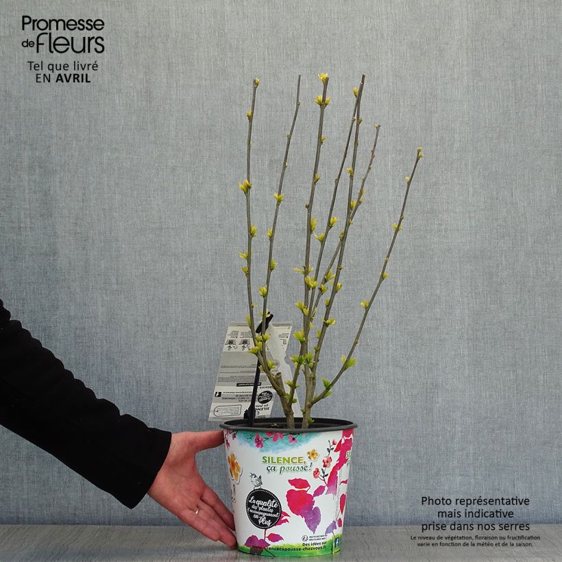 Hibiscus syriacus Sup'Heart - Ibisco Vaso da 3L/4L esemplare consegnato in primavera