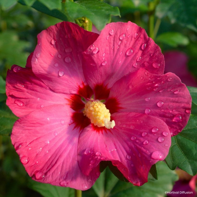 Hibiscus syriacus Sup’Bridge - Ibisco (Fioritura)