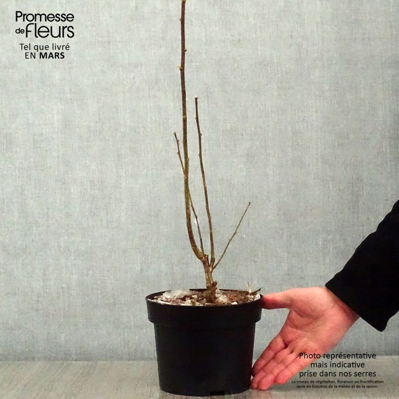 Hibiscus syriacus Totus Albus - Ibisco Vaso da 2L/3L esemplare consegnato in inverno