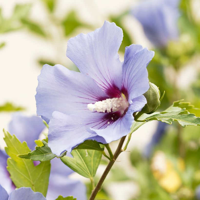 Hibiscus syriacus Ultramarine - Ibisco (Fioritura)