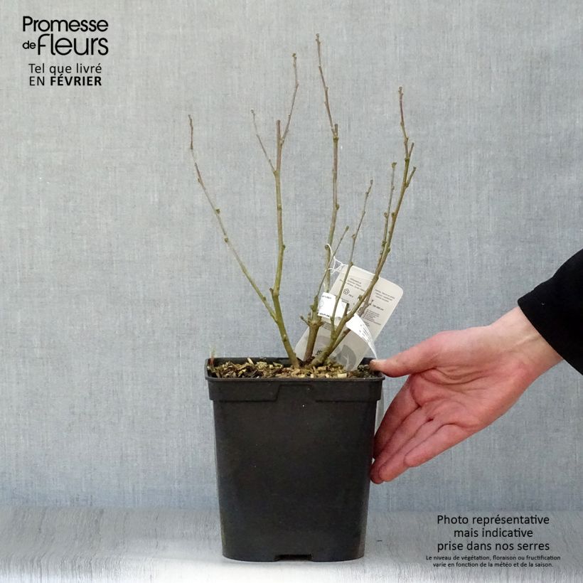 Hibiscus syriacus Ultramarine - Ibisco Vaso da 3L/4L esemplare consegnato in inverno