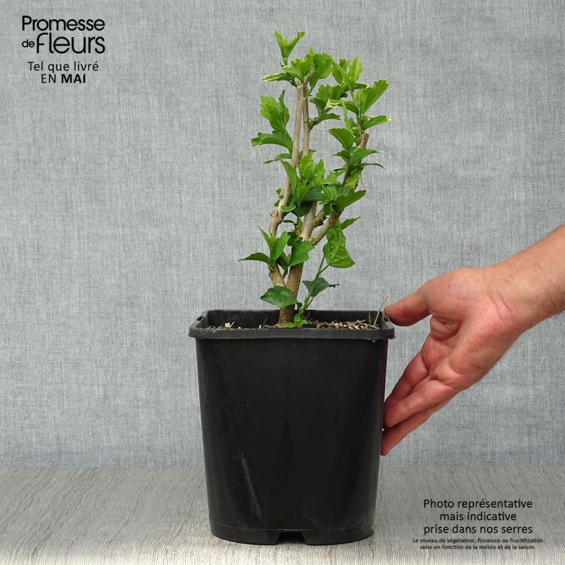 Hibiscus syriacus Ultramarine - Ibisco Vaso da 3L/4L esemplare consegnato in primavera