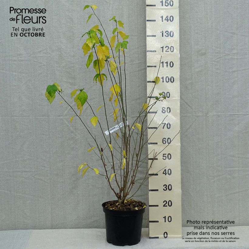 Esemplare di Hibiscus syriacus Ultramarine - Ibisco Vaso da 7,5L/10L come consegnato in autunno